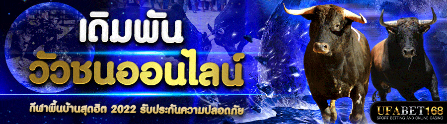 วัวชน888